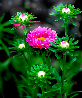 位圖 植物攝影 寫實(shí)花卉 花朵 數(shù)碼照片 免費(fèi)素材