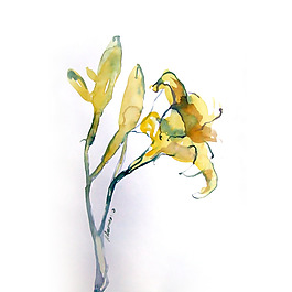 位圖 植物 寫(xiě)意花卉 花朵 百合 免費(fèi)素材
