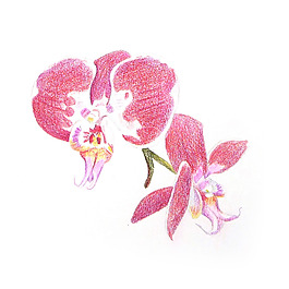 位圖 植物 寫意花卉 花朵 蘭花 免費(fèi)素材