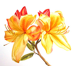 位圖 植物 寫(xiě)意花卉 花朵 百合 免費(fèi)素材