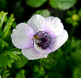位圖 植物攝影 寫實(shí)花卉 花朵 數(shù)碼照片 免費(fèi)素材