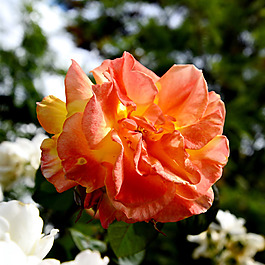位圖 植物攝影 寫(xiě)實(shí)花卉 花朵 數(shù)碼照片 免費(fèi)素材