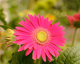 位圖 植物攝影 寫實花卉 花朵 菊花 免費素材