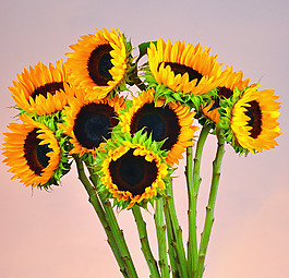 位圖 植物攝影 寫(xiě)實(shí)花卉 花朵 向日葵 免費(fèi)素材