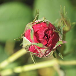 位圖 植物攝影 寫實(shí)花卉 花朵 數(shù)碼照片 免費(fèi)素材