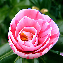 位圖 植物攝影 寫實花卉 花朵 數(shù)碼照片 免費素材