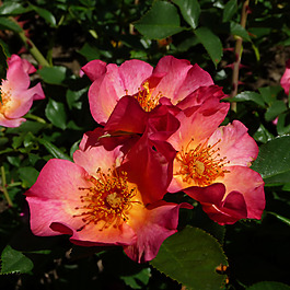 位圖 植物攝影 寫實(shí)花卉 花朵 數(shù)碼照片 免費(fèi)素材