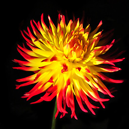 位圖 植物攝影 寫實(shí)花卉 花朵 菊花 免費(fèi)素材