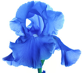 位圖 植物攝影 寫實(shí)花卉 花朵 鳶尾 免費(fèi)素材
