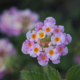 位圖 植物攝影 寫實(shí)花卉 花朵 數(shù)碼照片 免費(fèi)素材