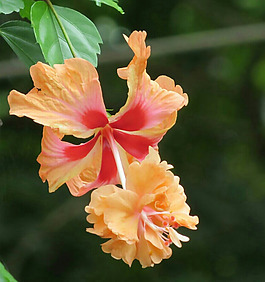 位圖 植物攝影 寫實(shí)花卉 花朵 數(shù)碼照片 免費(fèi)素材