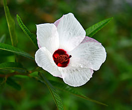 位圖 植物攝影 寫實(shí)花卉 花朵 數(shù)碼照片 免費(fèi)素材