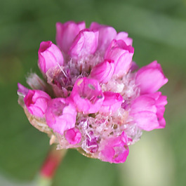 位圖 植物攝影 寫實(shí)花卉 花朵 數(shù)碼照片 免費(fèi)素材