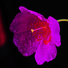 位圖 植物攝影 寫實(shí)花卉 花朵 數(shù)碼照片 免費(fèi)素材