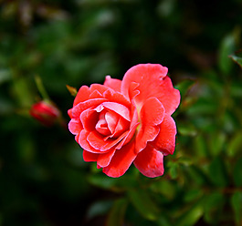位圖 植物攝影 寫實(shí)花卉 花朵 數(shù)碼照片 免費(fèi)素材