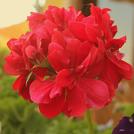 位圖 植物攝影 寫實(shí)花卉 花朵 數(shù)碼照片 免費(fèi)素材
