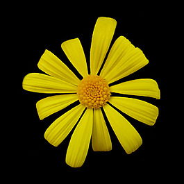 位圖 植物攝影 寫(xiě)實(shí)花卉 花朵 數(shù)碼照片 免費(fèi)素材