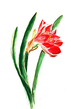 位圖 植物 寫意花卉 花朵 免費素材