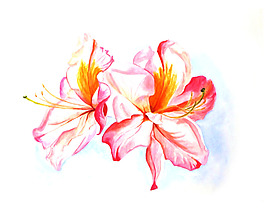 位圖 植物 寫意花卉 花朵 免費(fèi)素材