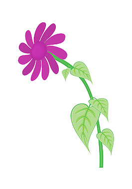 紫色的花