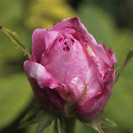 位圖 植物攝影 寫實花卉 花朵 數碼照片 免費素材