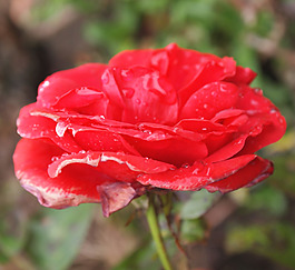 位圖 植物攝影 寫實(shí)花卉 花朵 數(shù)碼照片 免費(fèi)素材