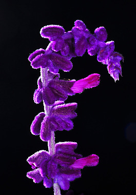 位圖 植物攝影 寫(xiě)實(shí)花卉 花朵 數(shù)碼照片 免費(fèi)素材