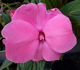 位圖 植物攝影 寫(xiě)實(shí)花卉 花朵 蘭花 免費(fèi)素材