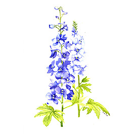 位圖 植物 寫意花卉 花朵 免費(fèi)素材