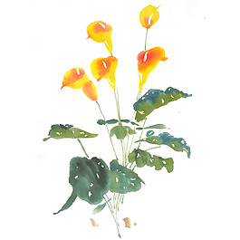 位圖 植物 寫(xiě)意花卉 花朵 馬蹄蓮 免費(fèi)素材
