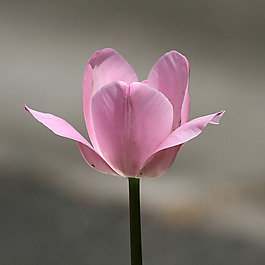 位圖 植物攝影 寫實(shí)花卉 花朵 數(shù)碼照片 免費(fèi)素材