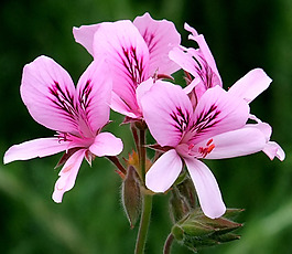 位圖 植物攝影 寫(xiě)實(shí)花卉 花朵 數(shù)碼照片 免費(fèi)素材
