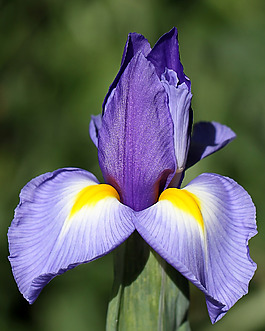 位圖 植物攝影 寫實(shí)花卉 花朵 鳶尾 免費(fèi)素材