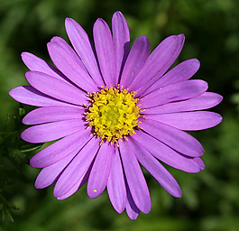 位圖 植物攝影 寫(xiě)實(shí)花卉 花朵 菊花 免費(fèi)素材