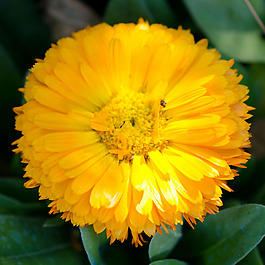 位圖 植物攝影 寫(xiě)實(shí)花卉 花朵 數(shù)碼照片 免費(fèi)素材