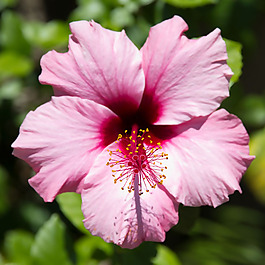 位圖 植物攝影 寫實(shí)花卉 花朵 數(shù)碼照片 免費(fèi)素材