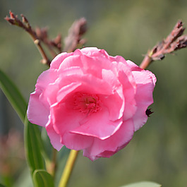 位圖 植物攝影 寫實花卉 花朵 數(shù)碼照片 免費素材