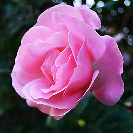 位圖 植物攝影 寫實(shí)花卉 花朵 數(shù)碼照片 免費(fèi)素材