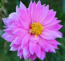 位圖 植物攝影 寫實(shí)花卉 花朵 數(shù)碼照片 免費(fèi)素材