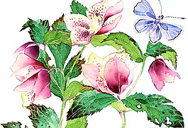 位圖 植物 寫意花卉 花朵 免費素材