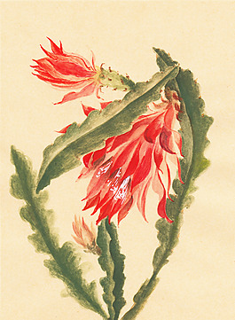 位圖 植物 寫意花卉 花朵 免費素材
