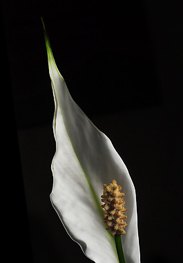 位圖 植物攝影 寫實(shí)花卉 花朵 數(shù)碼照片 免費(fèi)素材