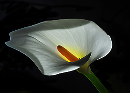 位圖 植物攝影 寫實(shí)花卉 花朵 馬蹄蓮 免費(fèi)素材