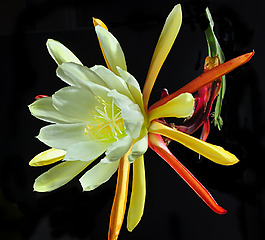 位圖 植物攝影 寫實(shí)花卉 花朵 數(shù)碼照片 免費(fèi)素材
