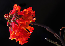 位圖 植物攝影 寫實(shí)花卉 花朵 數(shù)碼照片 免費(fèi)素材
