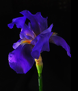 位圖 植物攝影 寫實(shí)花卉 花朵 鳶尾 免費(fèi)素材