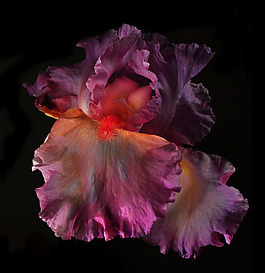 位圖 植物攝影 寫實(shí)花卉 花朵 鳶尾 免費(fèi)素材