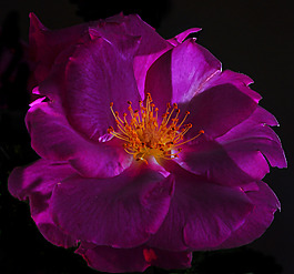 位圖 植物攝影 寫實(shí)花卉 花朵 數(shù)碼照片 免費(fèi)素材