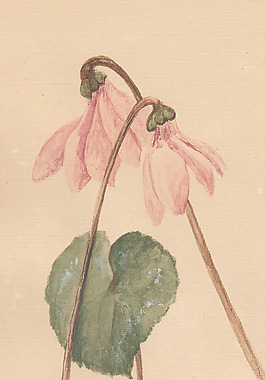 位圖 植物 寫意花卉 花朵 免費素材