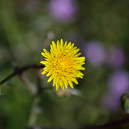 位圖 植物攝影 寫實花卉 花朵 數(shù)碼照片 免費素材